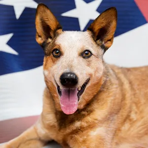 Best-Friends-Animal-Society-campaign