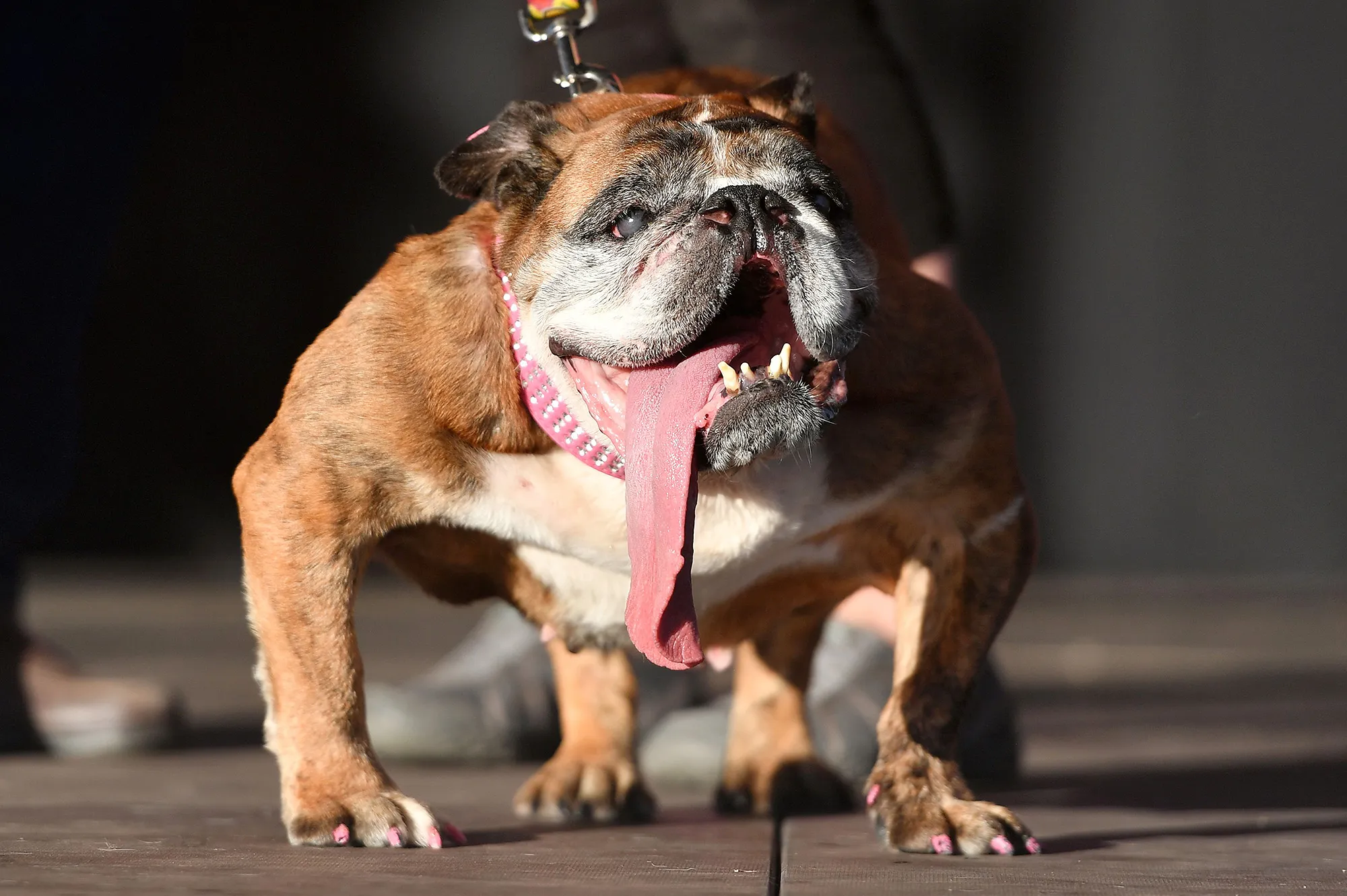 Zsa Zsa, English Bulldog, Winner, World's Ugliest Dog Competition