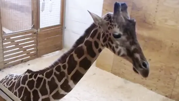 April the Giraffe pregnant again