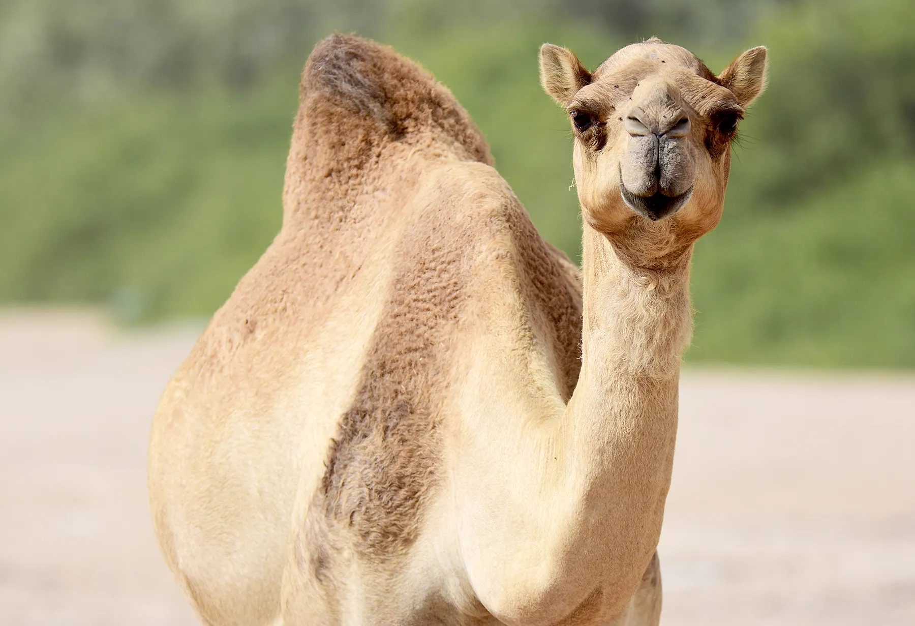 camel-milk