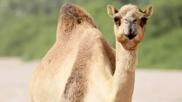 camel-milk