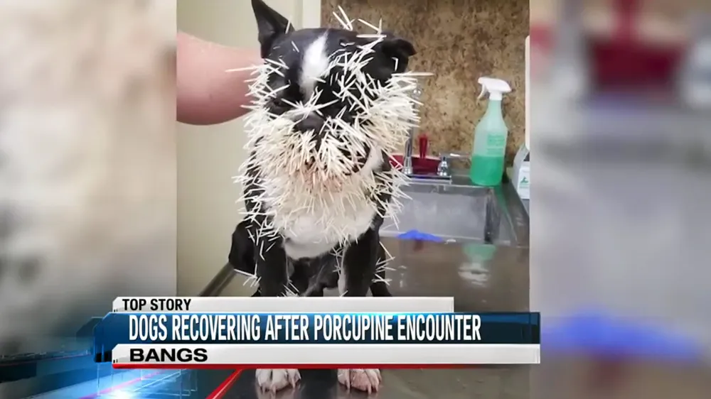 dog porcupine encounter