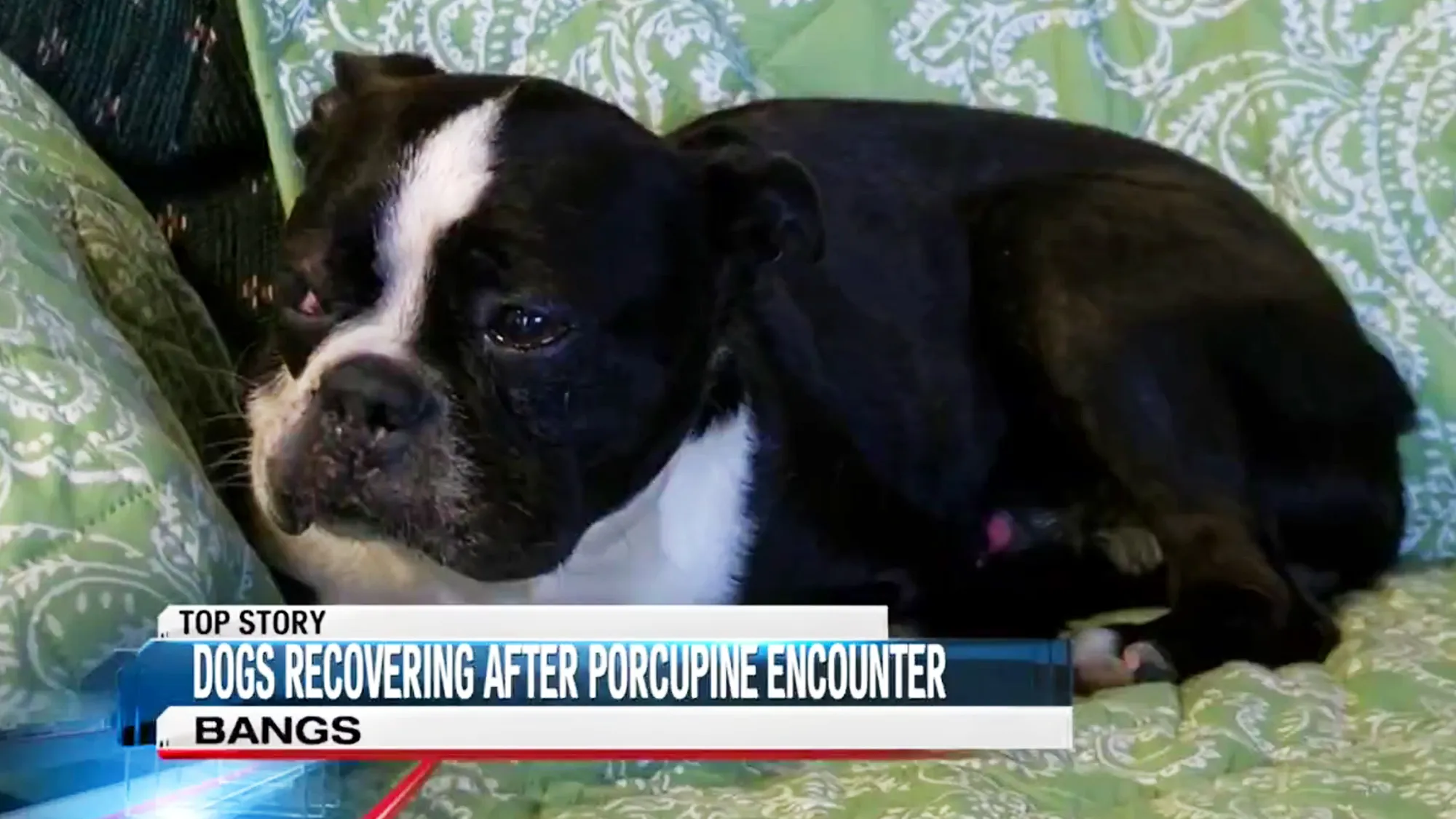 dog porcupine encounter