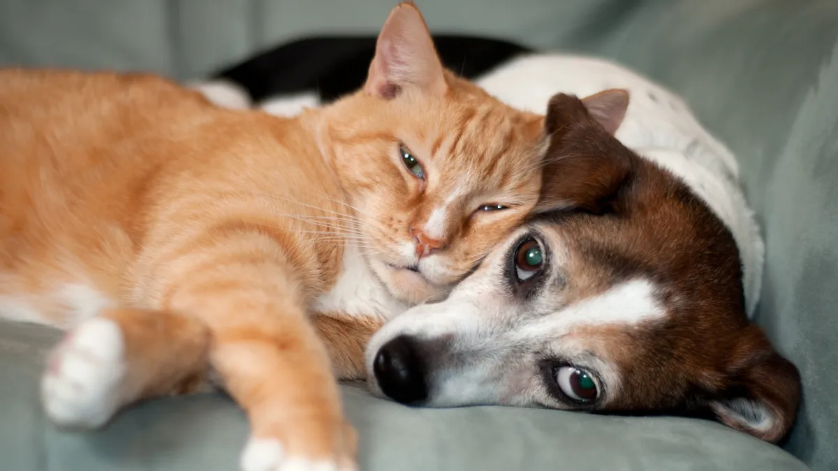 cat and dog laying on couch together