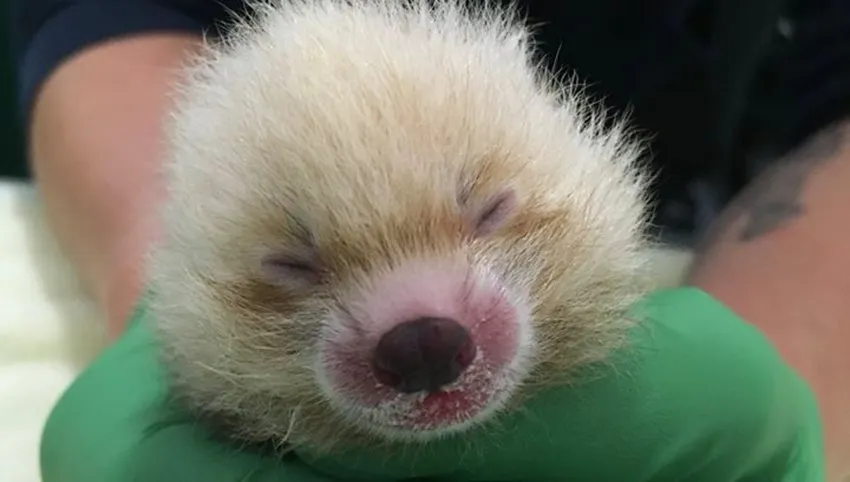 Red Panda Cub