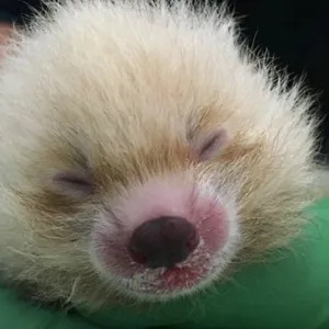 Red Panda Cub
