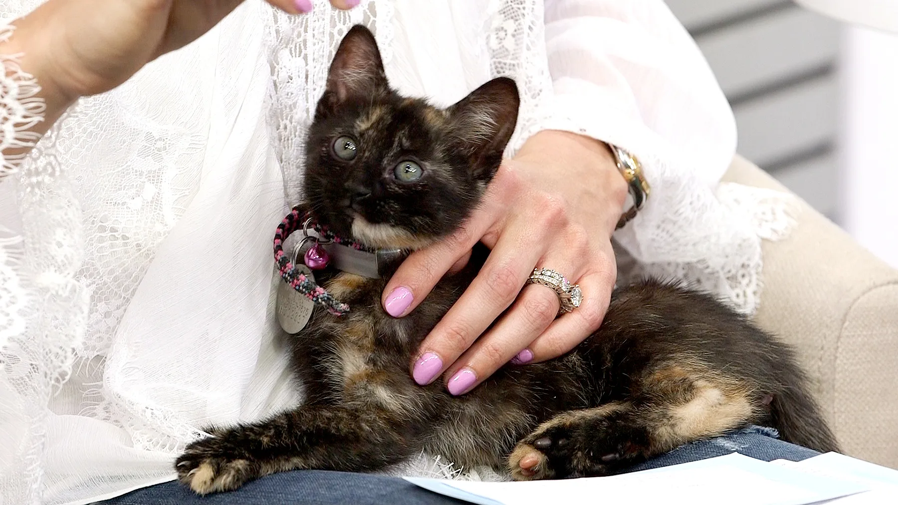 Help These Cuddly Kittens Find Their Replica Luxury Handbags!