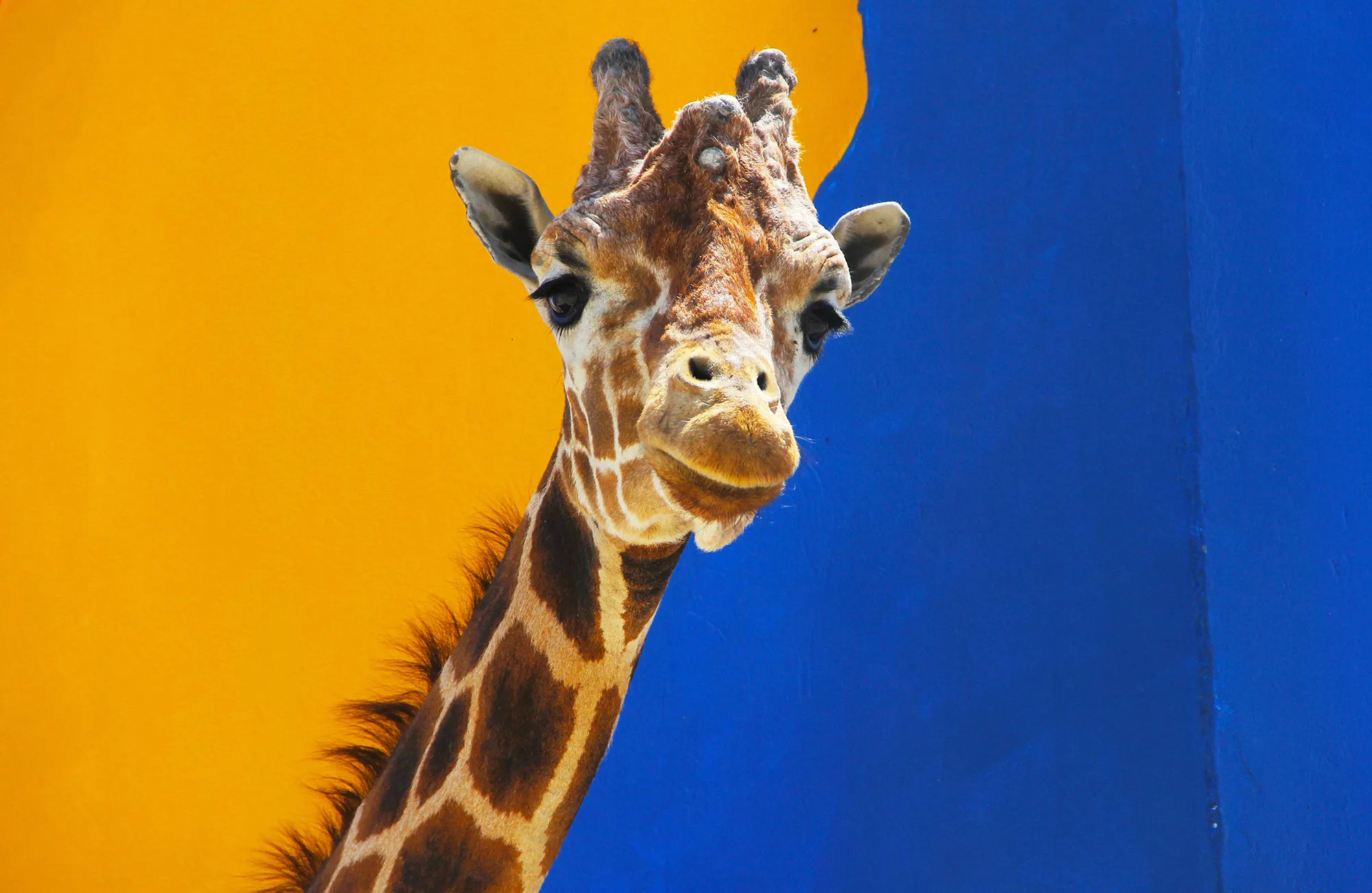 April the Giraffe pregnant