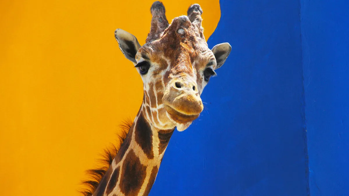 April the Giraffe pregnant