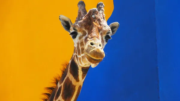 April the Giraffe pregnant