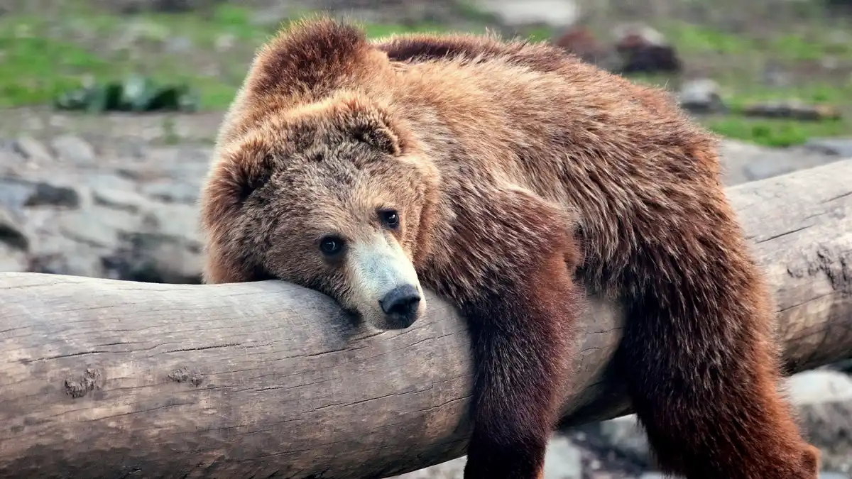 bear-drinks-margarita