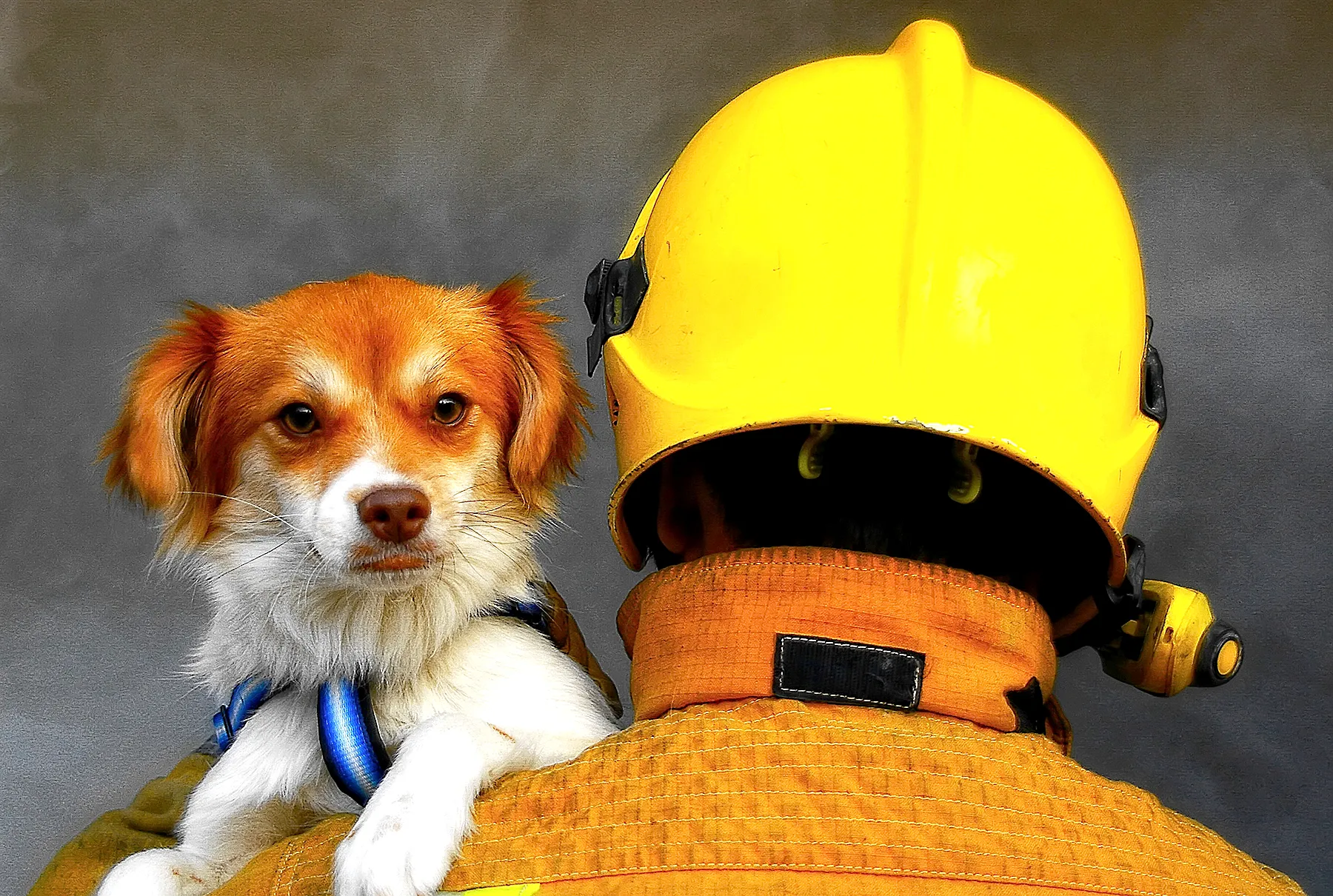 firefighter-rescue-dog