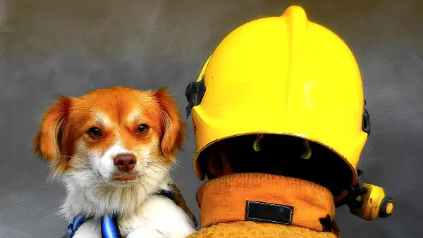 firefighter-rescue-dog
