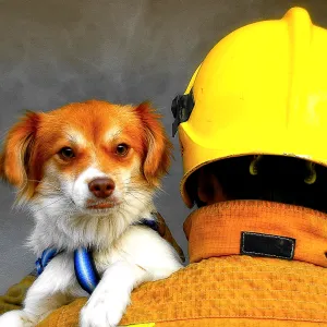 firefighter-rescue-dog