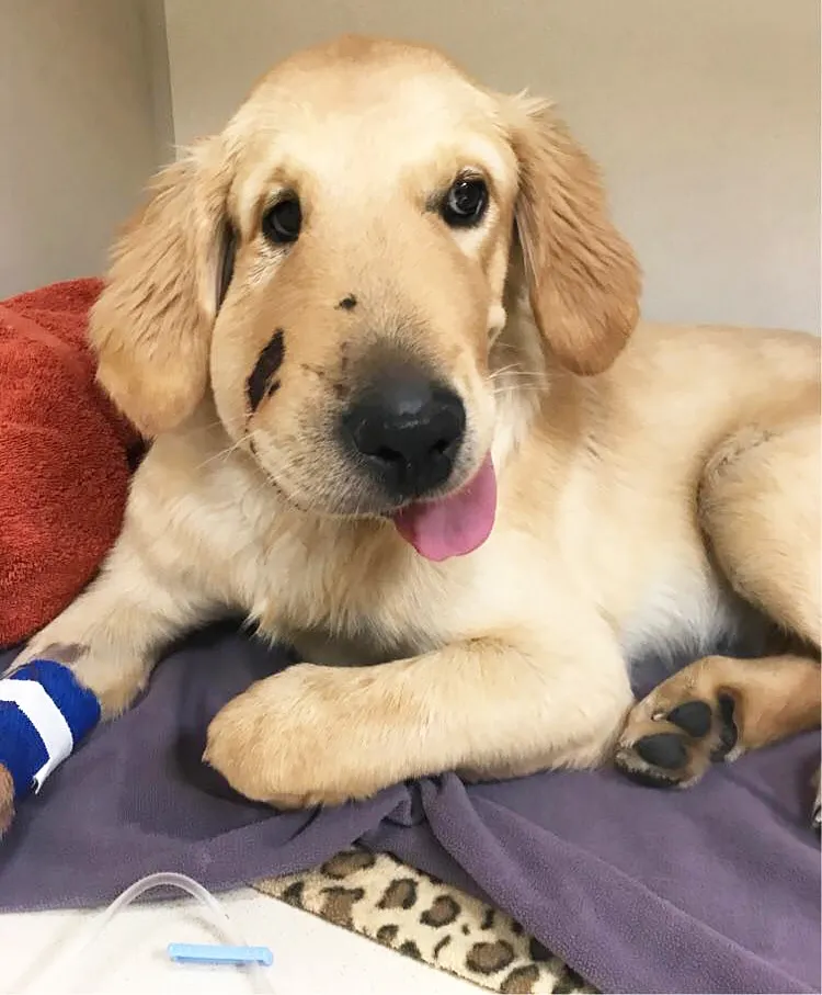 Golden Retriever Rattlesnake Bite