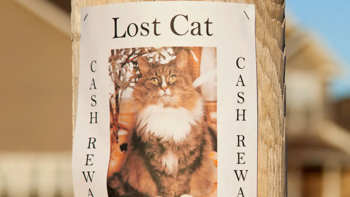 lot pet flyer poster cat