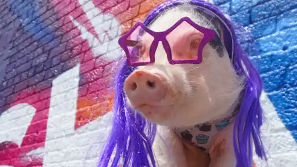 Hamlet the Pig