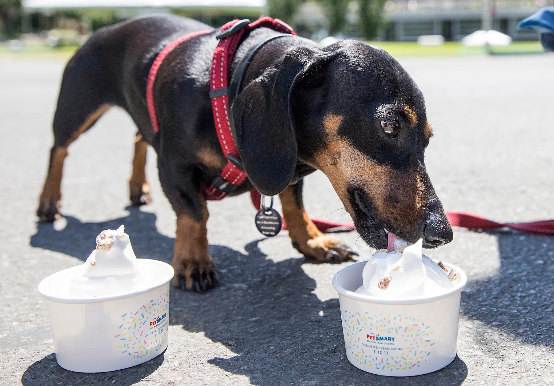 PetSmart celebrates National Ice Cream Day