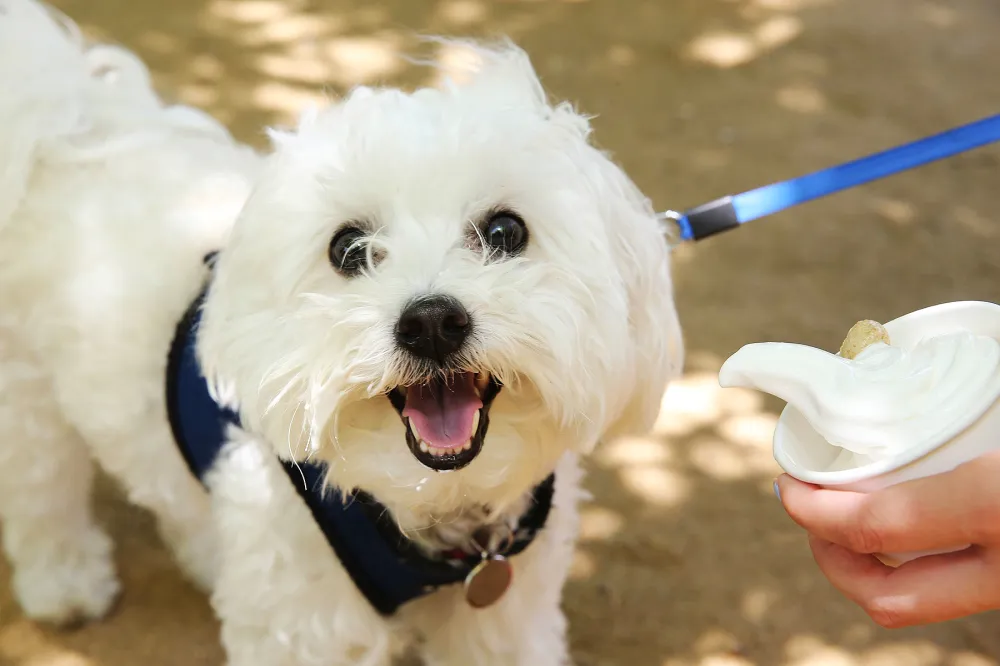 PetSmart celebrates National Ice Cream Day