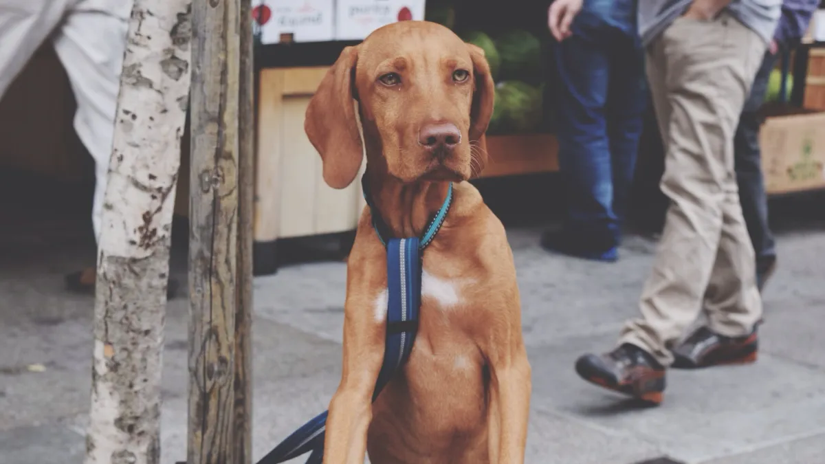 Dog Tied To Wooden Pole On Footpath