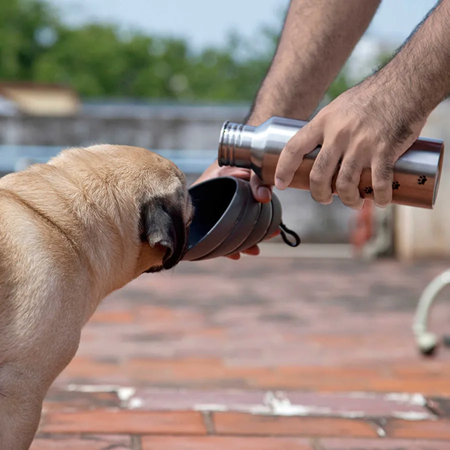 pet summer essentials