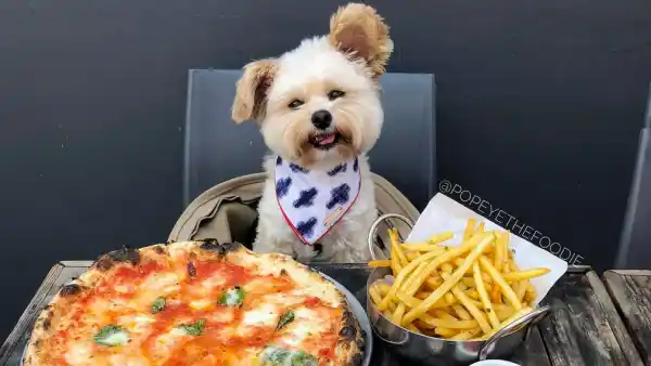 Popeye the Foodie Dog