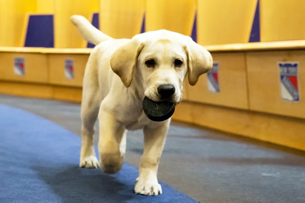 Autism Service Dog New York Rangers