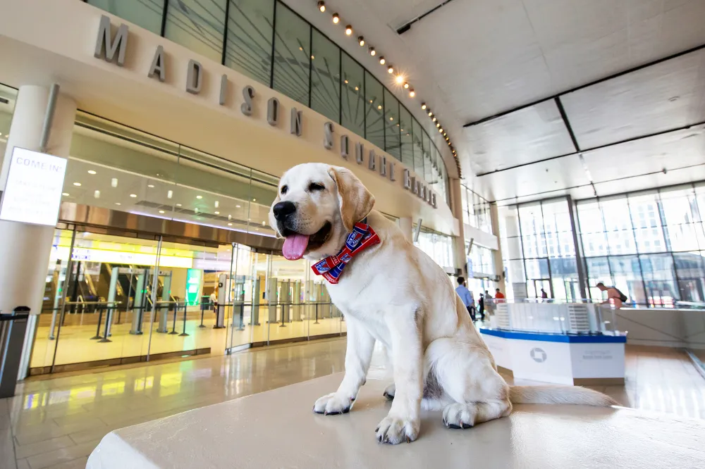 Autism Service Dog New York Rangers