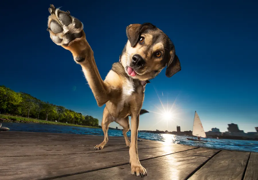 Pet Photographer Highlights Dogs in Shelters