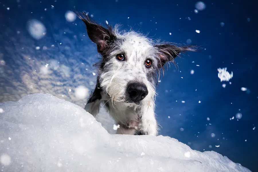 Pet Photographer Highlights Dogs in Shelters
