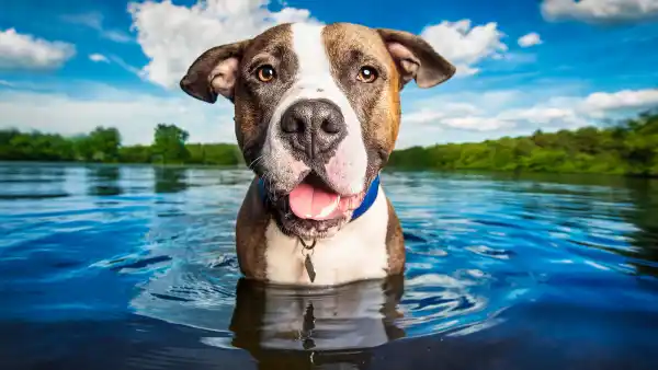 Pet Photographer Highlights Dogs in Shelters