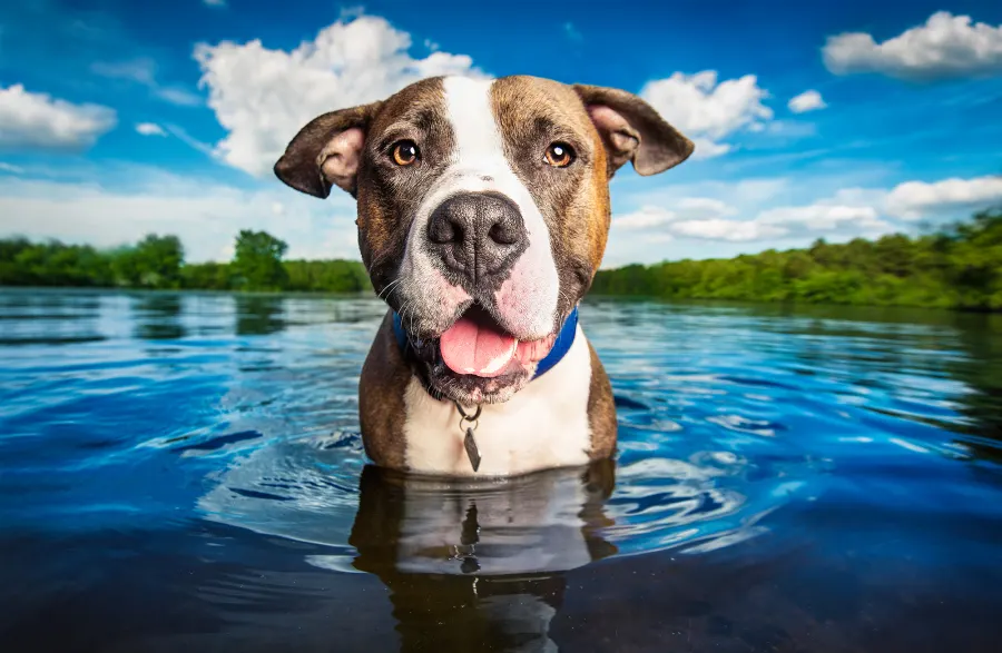 Pet Photographer Highlights Dogs in Shelters