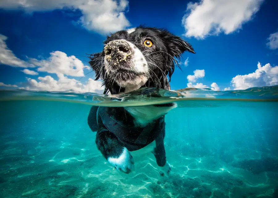 Pet Photographer Highlights Dogs in Shelters