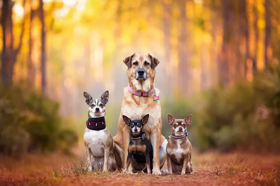 Pet Photographer Highlights Dogs in Shelters