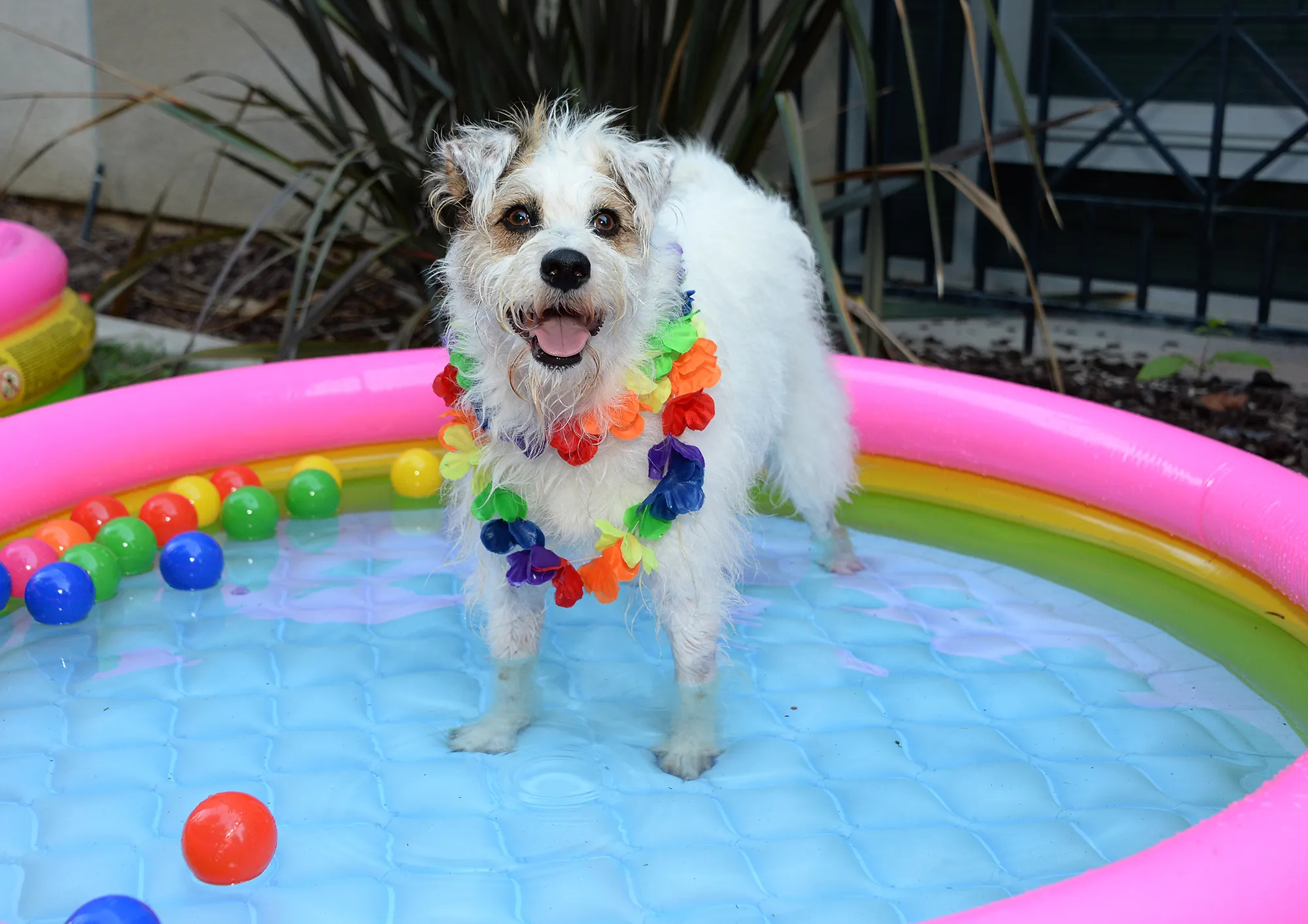 Hallmark Channel's Happy the Dog Hosts Backyard BBQ for Ronald McDonald House Kids