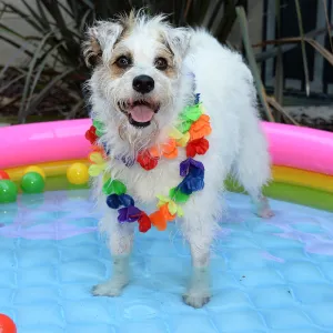 Hallmark Channel's Happy the Dog Hosts Backyard BBQ for Ronald McDonald House Kids