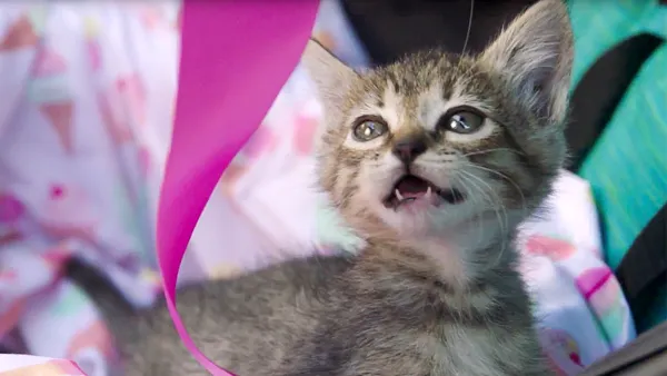 kitten-gender-reveal