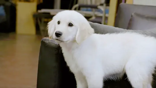 Puppy Casting Call for NBC 'Chicago' Shows