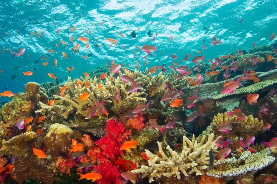 Paris Hilton and Chris Zylka's Wedding: Everything We Know So Far