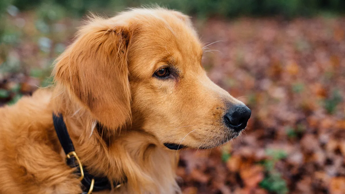 How Prepared Are You and Your Pet for a Natural Disaster?