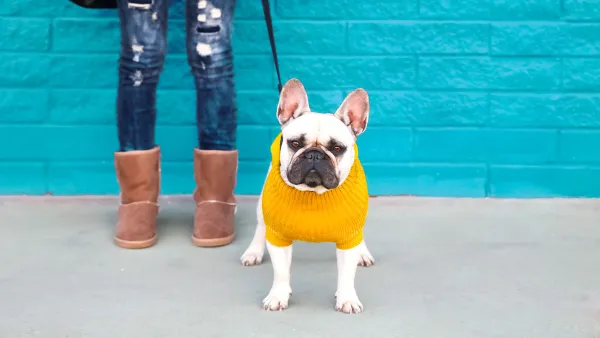 dog fall fashion