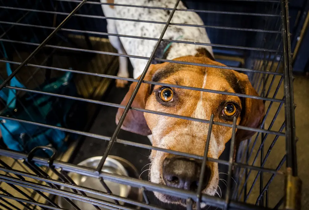 dog hurricane safe pets