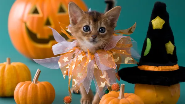 10 Must-Have Pet Halloween Costumes that Will Get All the Giggles
