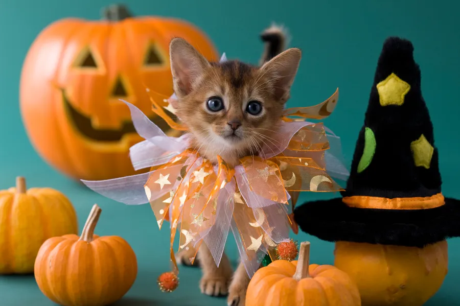 10 Must-Have Pet Halloween Costumes that Will Get All the Giggles