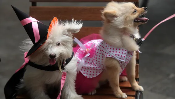 dog halloween costumes