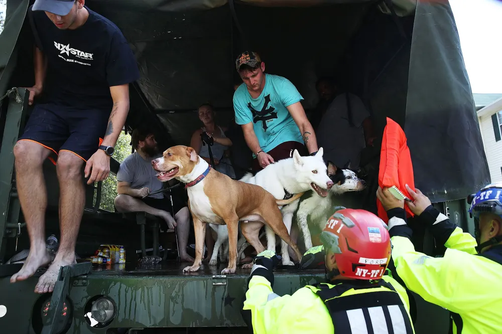 hurricane florence puppies
