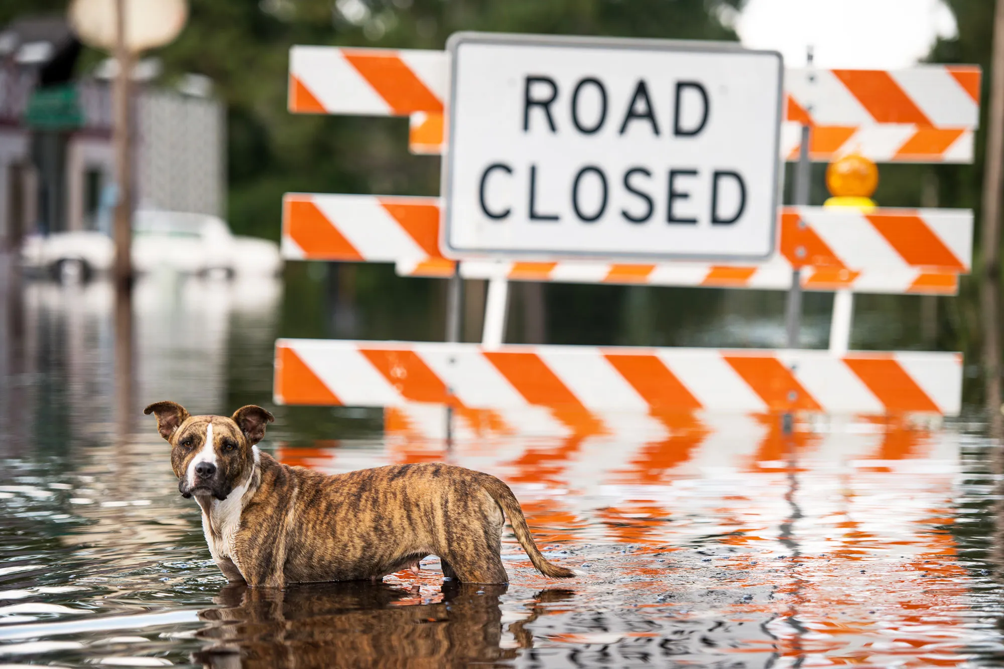 hurricane florence puppies