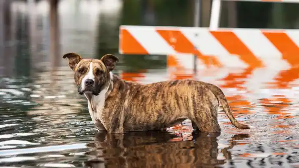 hurricane florence puppies