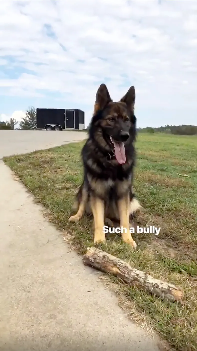 Kristin Cavallari, Goat, Dog, Bully, Instagram