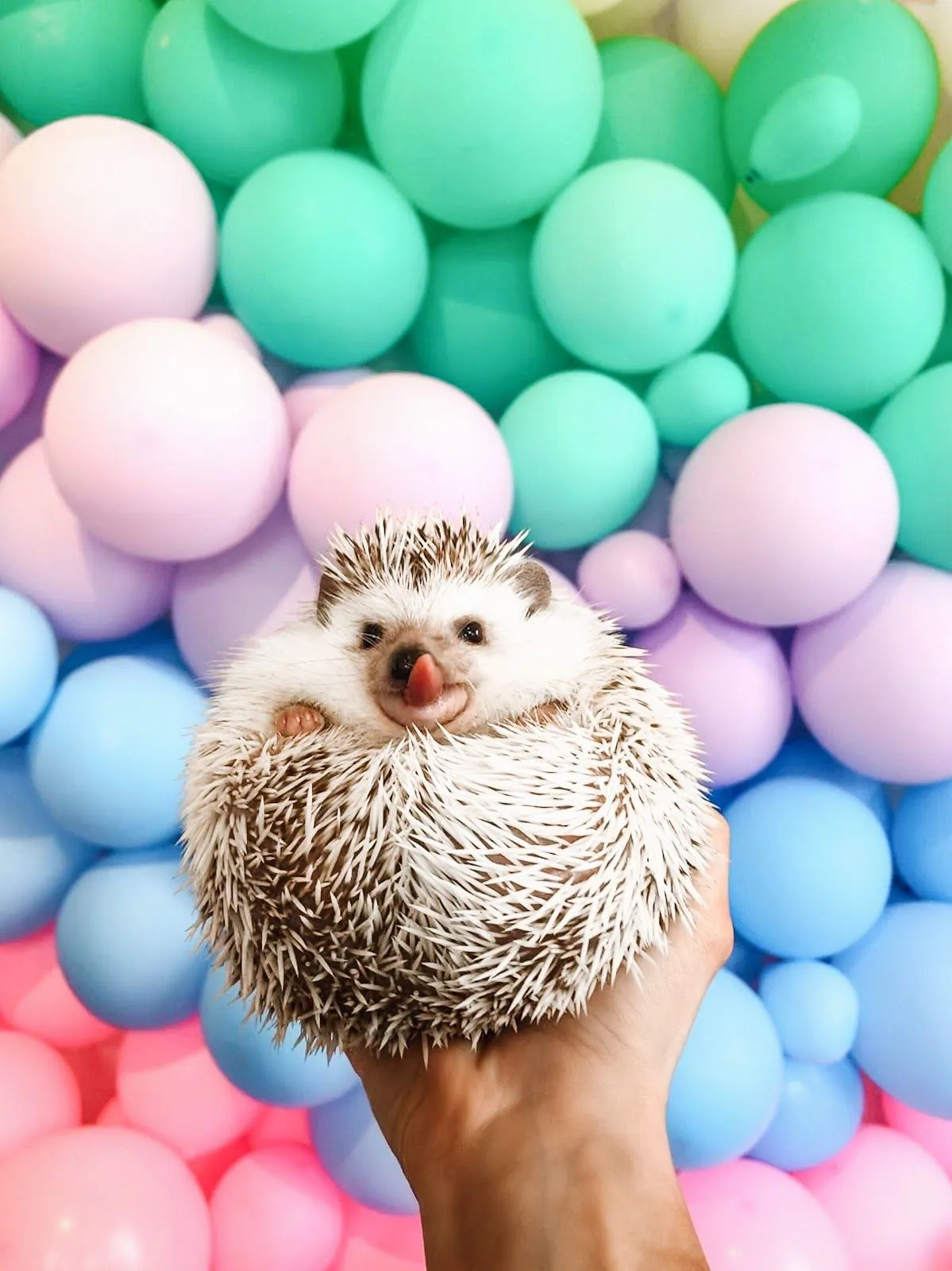 Lionel-the-Hedgehog-cannonborough_collective